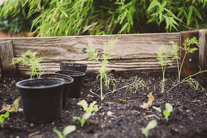 Planting in garden bed